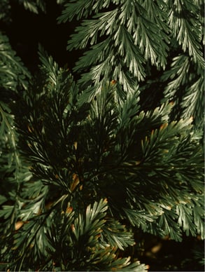 Gloss Shampoo, Smoky Green Vetiver - LUNÈVA